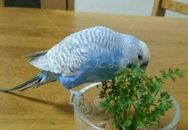 コメントの画像