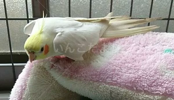 コメントの画像