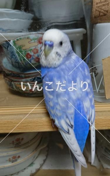 コメントの画像