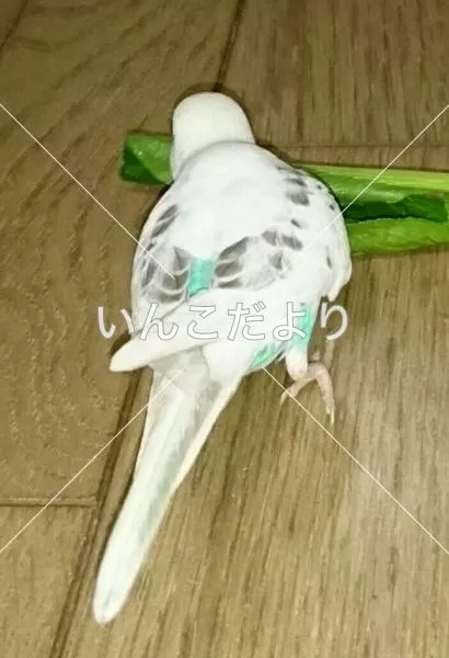 コメントの画像