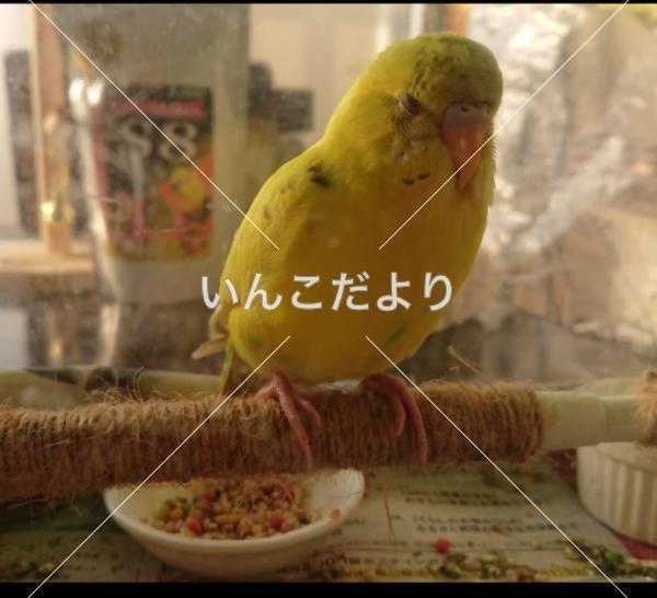 コメントの画像