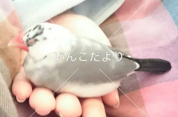 コメントの画像