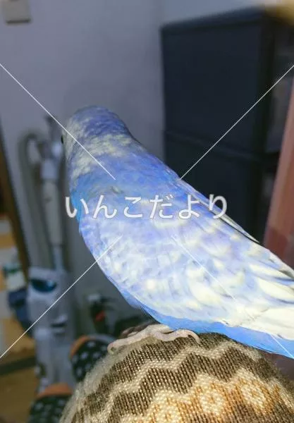 コメントの画像