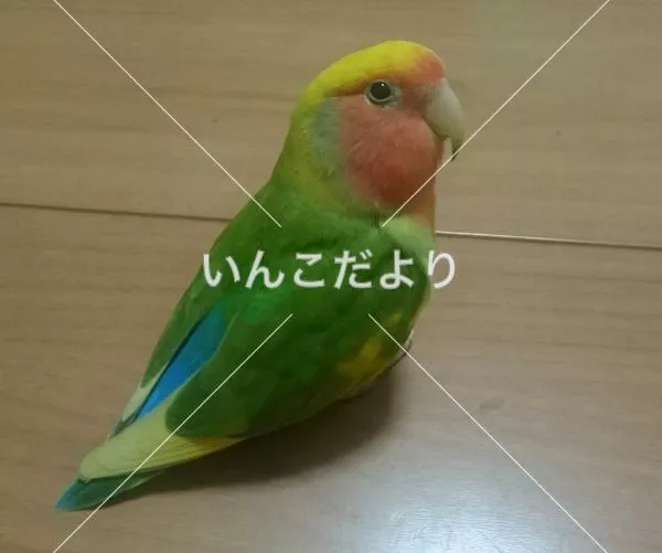 コメントの画像