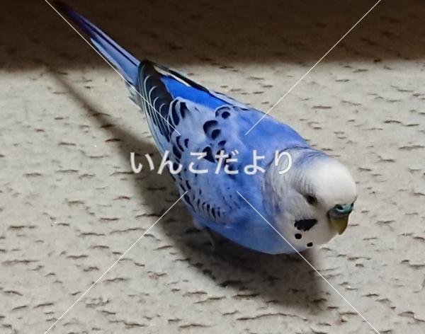 コメントの画像
