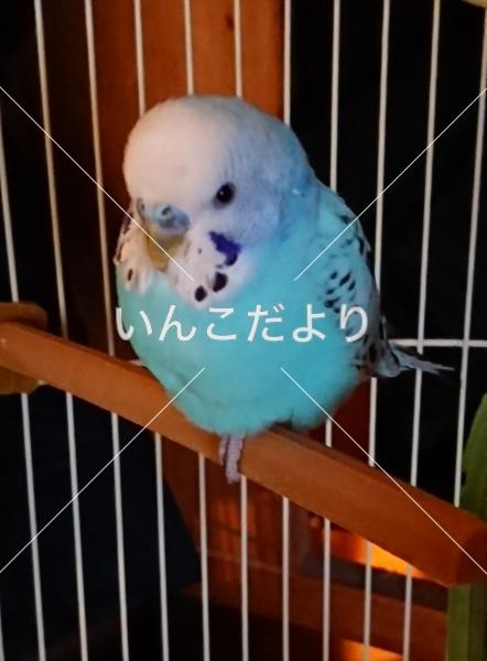 コメントの画像