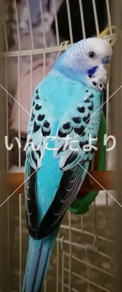 コメントの画像