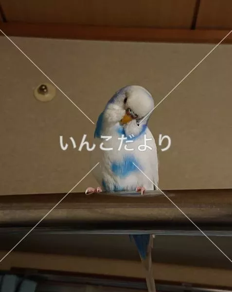 コメントの画像