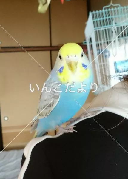 コメントの画像