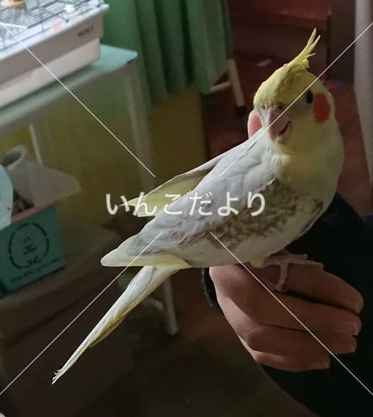 コメントの画像