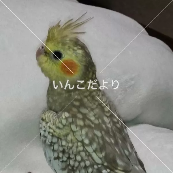 コメントの画像