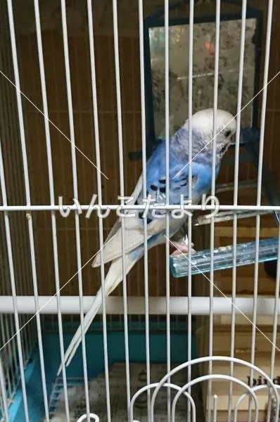 コメントの画像