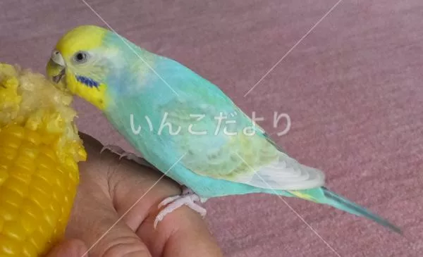 コメントの画像