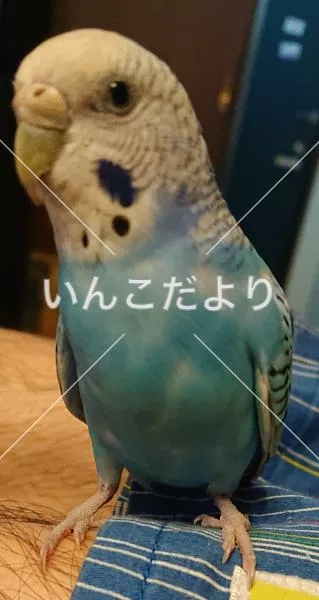 コメントの画像