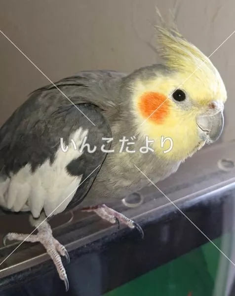 コメントの画像