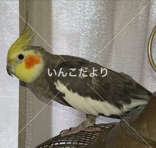 コメントの画像