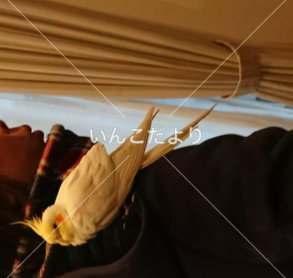 コメントの画像