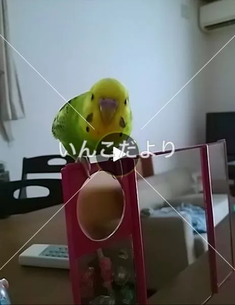 コメントの画像