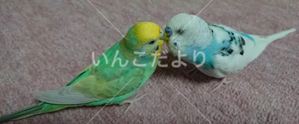 コメントの画像