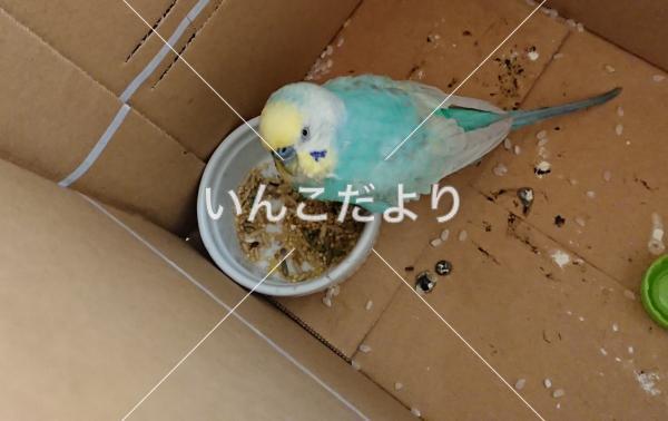 コメントの画像