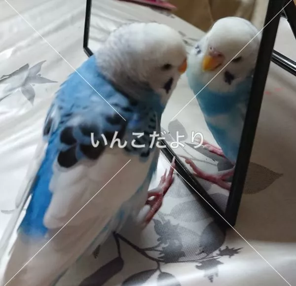 コメントの画像