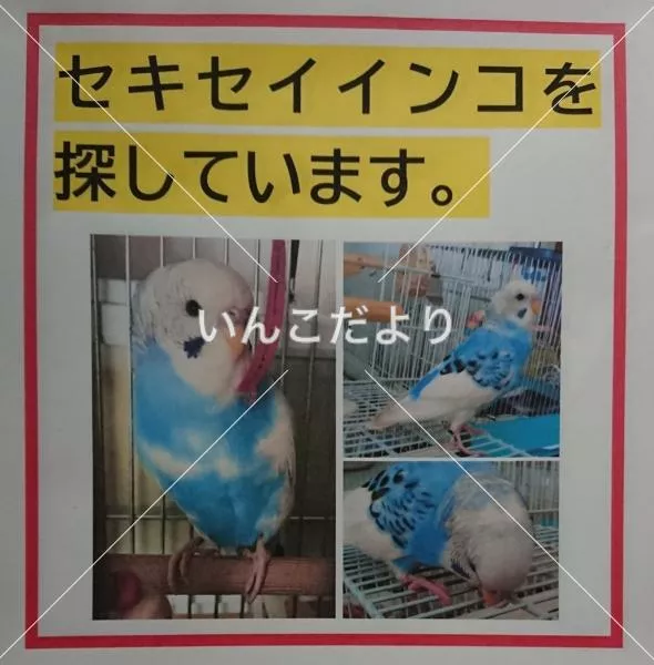 コメントの画像