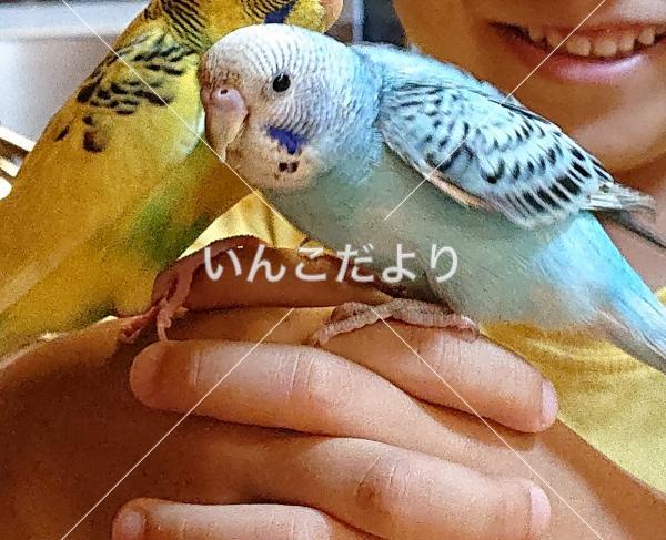 コメントの画像