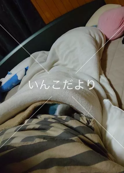 コメントの画像