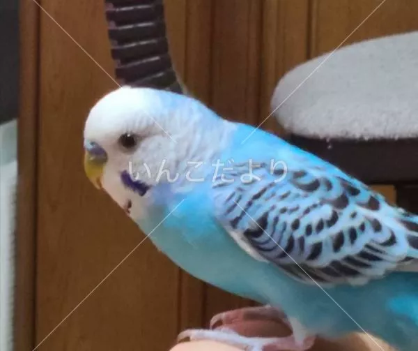 コメントの画像