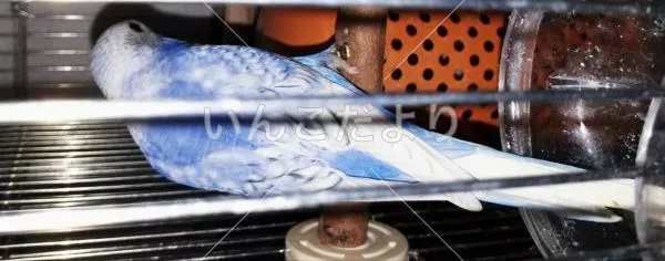 コメントの画像