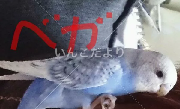 コメントの画像