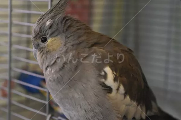 コメントの画像