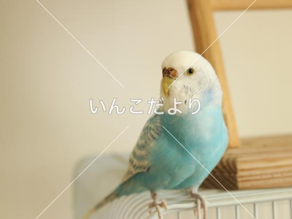 コメントの画像