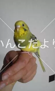 コメントの画像