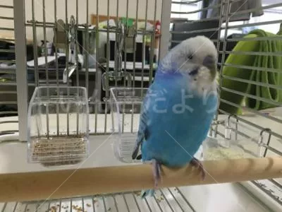 コメントの画像