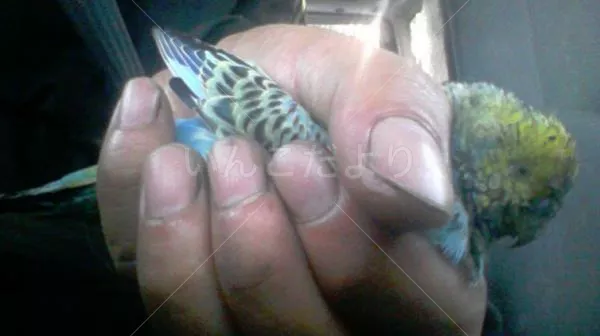 コメントの画像