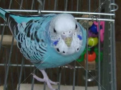 コメントの画像