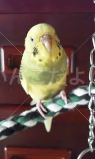 コメントの画像