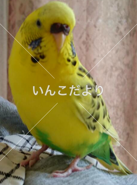 コメントの画像