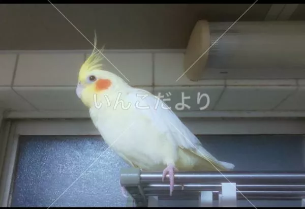 コメントの画像