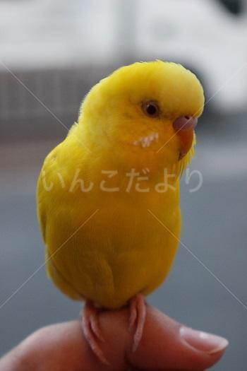 コメントの画像