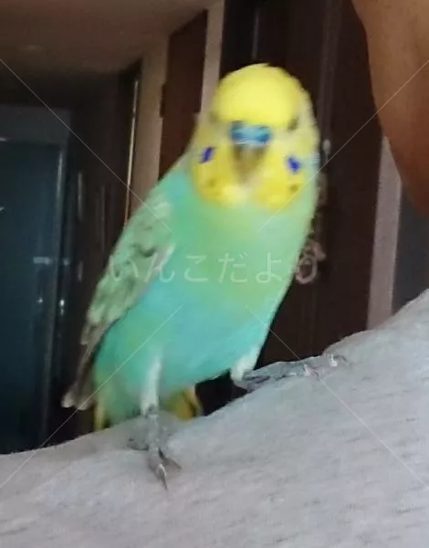 コメントの画像