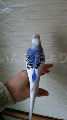 コメントの画像