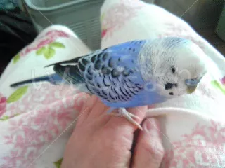 コメントの画像