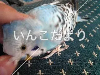 コメントの画像