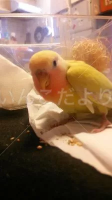 コメントの画像