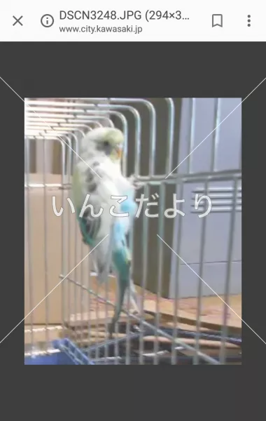 コメントの画像