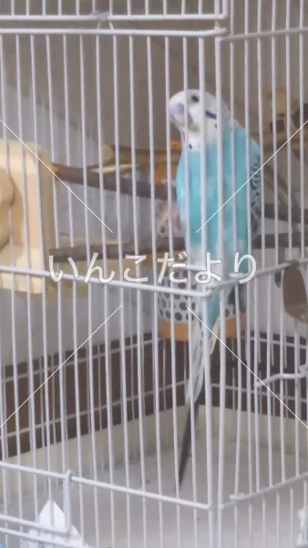 コメントの画像