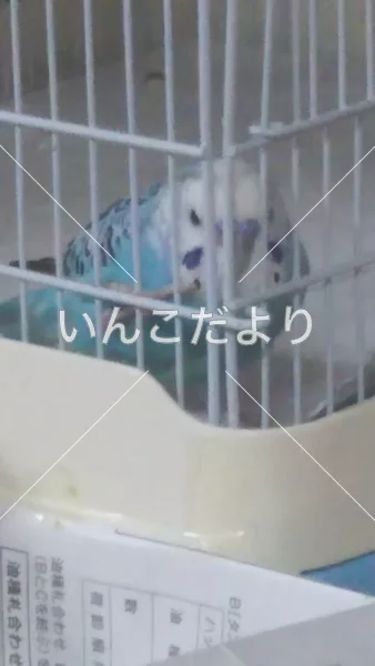 コメントの画像