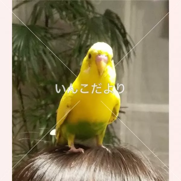 コメントの画像